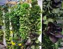 photo of vertical channel growing module (Bright Agrotech).