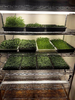color photograph of floor-mounted microgreens rack