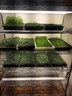color photograph of floor-mounted microgreens rack