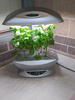 small desktop deep water garden