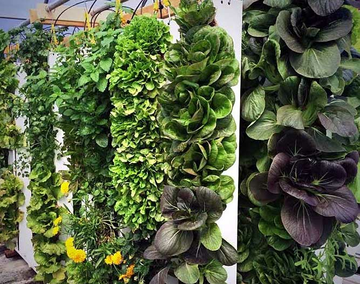 vertical growing rack, courtesy Bright Agrotech.